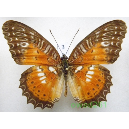 Cethosia biblis picta Felder & Felder, 1867 male Indonesia, Seram 68mm3